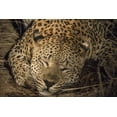 thumbnail image 2 of Zuckerman, Jim 24x17 Black Ornate Wood Framed with Double Matting Museum Art Print Titled - South Africa, Leopard sleeping at night, 2 of 4