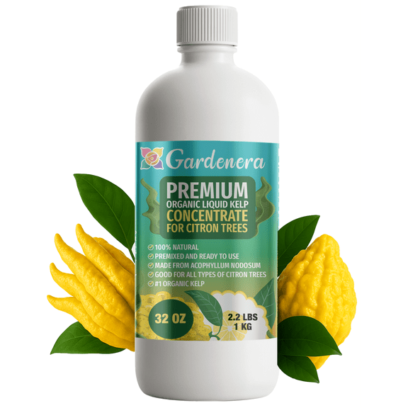 ⭐ GARDENERA Premium Organic Seaweed & Kelp Superfood for CITRON Plants - 32 oz - Liquid Kelp Fertilizer Concentrate (Makes 180 Gallons)