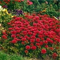 QAUZUY GARDEN 50+ Cherry MMF7 Red Summer Glory Sedum Flower Seeds