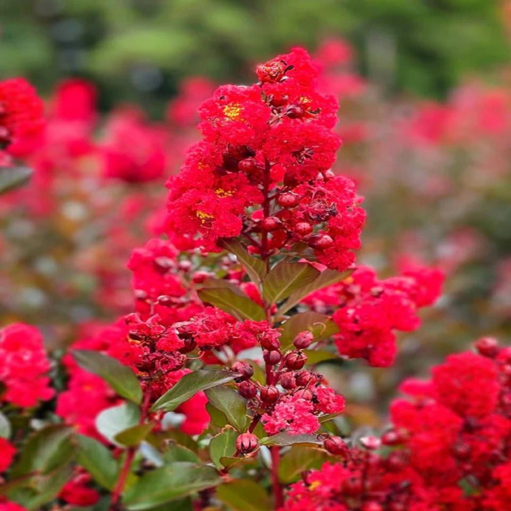 First Editions 3-4 ft tall Ruffled Red Magic Crape Myrtle Live Tree in 7-Gallon Grower Pot
