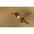 thumbnail image 2 of Archer, Ken 18x13 Gold Ornate Wood Framed with Double Matting Museum Art Print Titled - Male Rufous hummingbird, 2 of 4