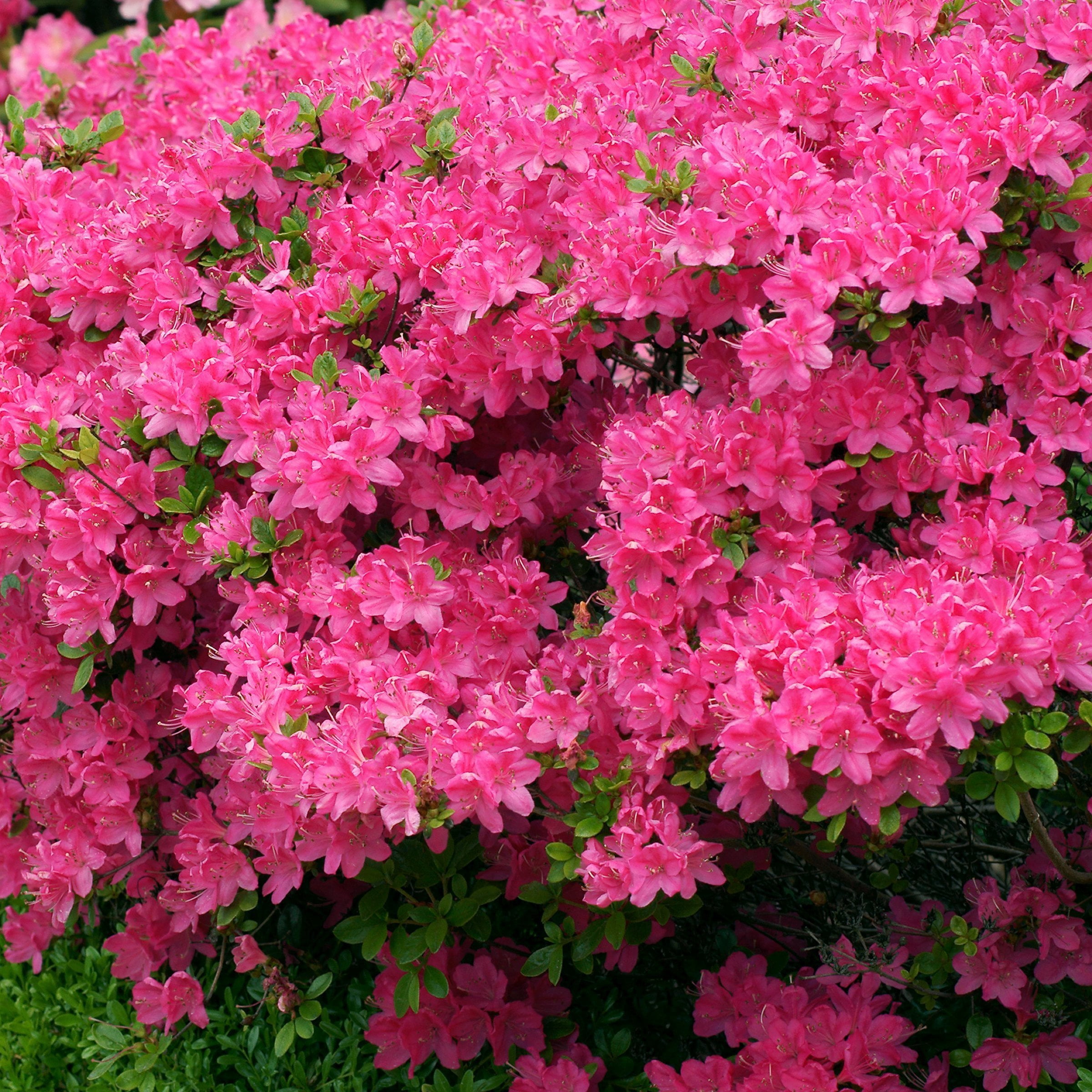 National Plant Network 4 in. Azalea FlorAmore Hot Pink (3-Pack)
