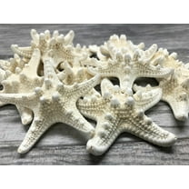 Knobby Starfish | 12 Knobby Starfish White 3" to 4" | Nautical Crush Trading TM