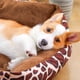 thumbnail image 5 of Cat Shop Furniture Dog Bed House Supplies Indoor Accessories Kennel Canil Enclose Dog Bed Camping Casa Perro Pet Products MR50GS ShopWise Round, 5 of 21