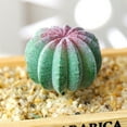 thumbnail image 2 of Coofit Plastic Cactus Pick Unpotted - DIY Mini Artificial Plant Stem Faux Cactus Decor, 2 of 4