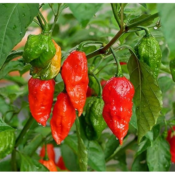 100  Ghost Hot Pepper Seeds-bhut jolokia Red Hot Chili Vegetable Seed Organic