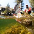 thumbnail image 4 of Cebo Biónico Jadeshay para Peces Señuelo de Múltiples Segmentos Color como se muestra en la imagen, 4 of 8
