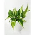thumbnail image 4 of Bumble Plants 12" Philodendron Hederaceum Silver Stripe Live Plants in 4.5" Hanging Pot, 4 of 9
