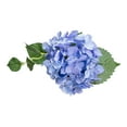 thumbnail image 6 of Mainstays 8" Artificial Blue Hydrangea in Cream Pot, for Indoor Use, 6 of 8