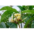 thumbnail image 2 of Engelbrecht, Lisa S. 32x23 Black Ornate Wood Framed with Double Matting Museum Art Print Titled - Plumeria, 2 of 4