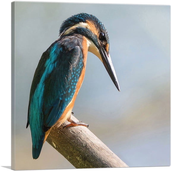 ARTCANVAS Woodpecker Home decor Canvas Art Print - Size: 18" x 18" (0.75" Deep)