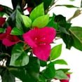 thumbnail image 5 of Northlight Potted Artificial Bougainvillea Tree - 74.5" - Pink, 5 of 8