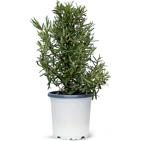 Live Rosemary Plant, Aroma Tree, Christmas Gift, Office Gift, Housewarming Gift, Air Purifying Plant, Birthday Gift, Office Gift, Gardening Gift in 4" Pot