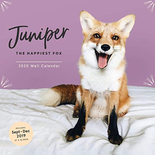 Juniper: The Happiest Fox 2020 Wall Calendar