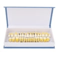 thumbnail image 1 of Modelo dental permanente escala 1:1, 32 unidades, resina bicolor, modelo de demostración dental para dentistas, 1 of 5