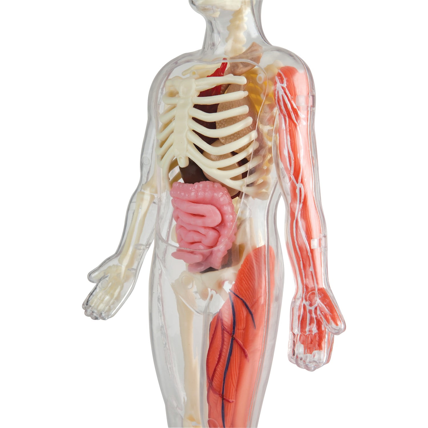 squishy human body target