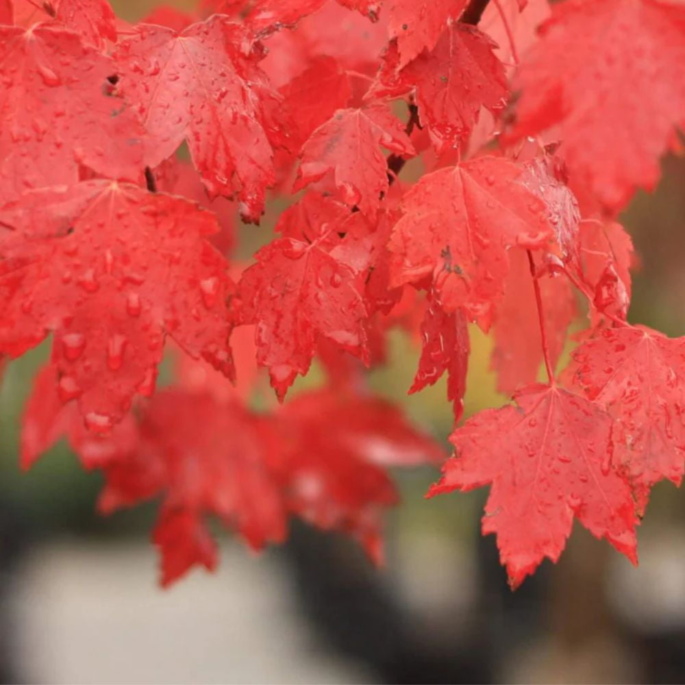 Expert Gardener 3-4' Cardinal Red Maple Tree in 7 gal. Grower Pot