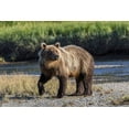 thumbnail image 2 of Jones, Adam 32x23 White Modern Wood Framed Museum Art Print Titled - Grizzly bear cub crossing grassy meadow-Lake Clark National Park and Preserve-Alaska, 2 of 4