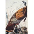 thumbnail image 2 of Audubon, John James 23x32 White Modern Wood Framed Museum Art Print Titled - Wild Turkey, 2 of 4