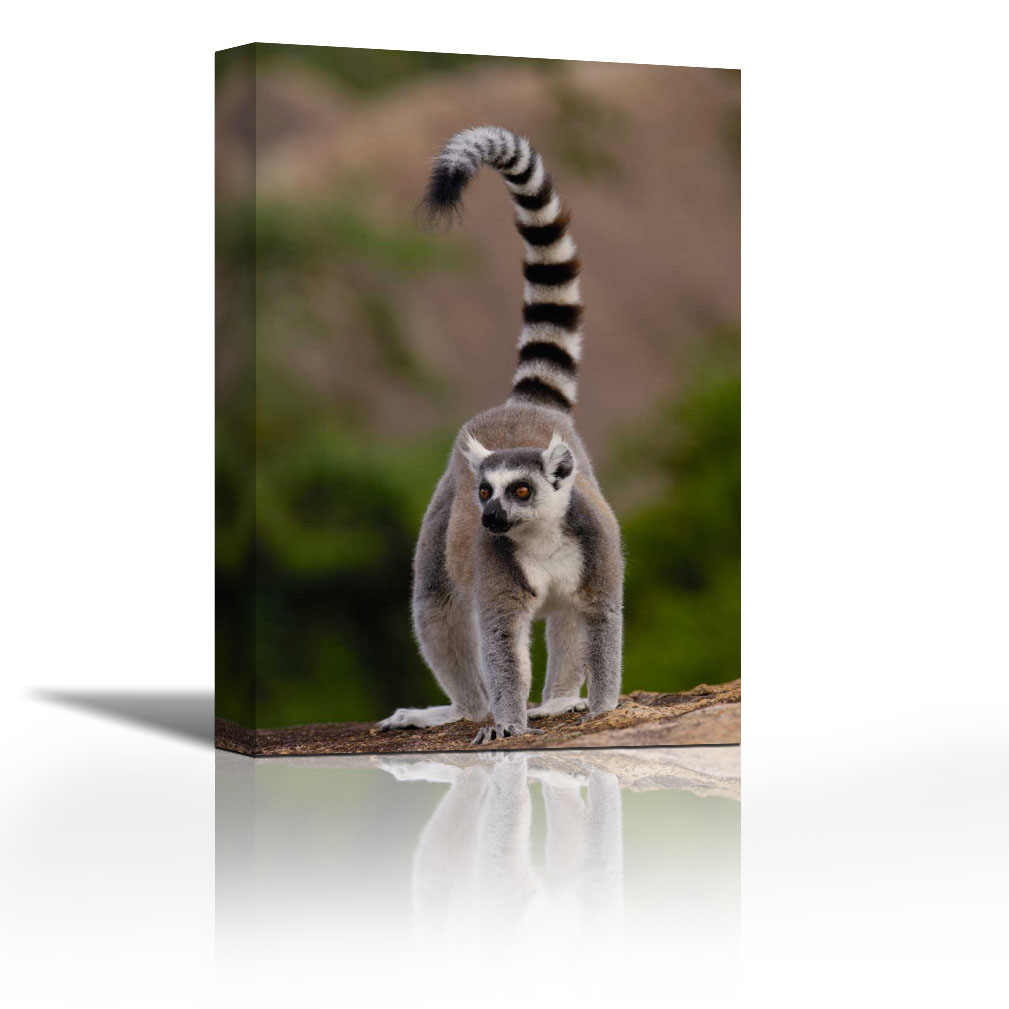 Ring-tailed Lemur in the Andringitra Mountains, Madagascar ...