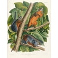 thumbnail image 2 of Audubon, John James 26x32 Gold Ornate Wood Framed with Double Matting Museum Art Print Titled - Red-Bellied Squirrel, 2 of 4