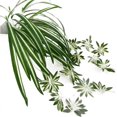 thumbnail image 4 of 4PCS Artificial Chlorophytum Silk Flowers, Flowers Spider Greenery Hanging Basket Ivy Green Leaves Wall Hanging for Home Garden Office Wedding Decoration, 4 of 6