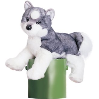 Douglas Sinclair Australian Shepherd 16