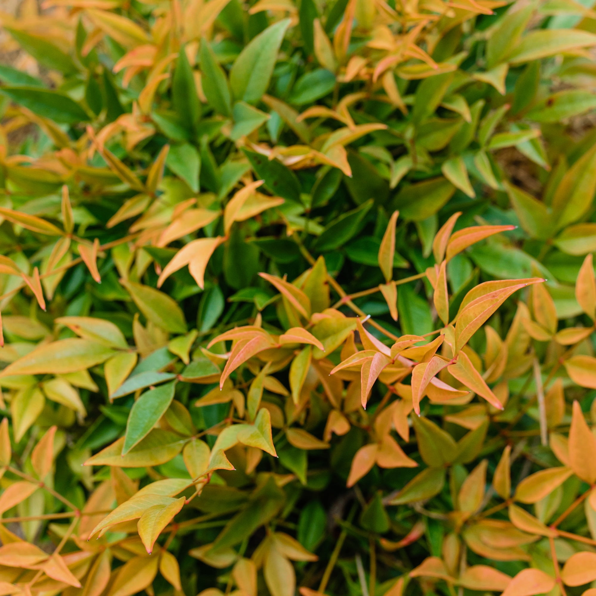 First Editions Nandina Cool Glow Peach Live Shrub (2 Gallon)