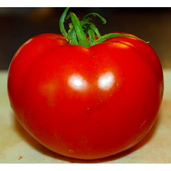 CZ Grain 50 Celebrity Tomato Plant Seeds, Disease Resistant