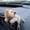 C, variant on Adorable Plush Car Dashboard Decor - Cute Interior Accessories For Girls Party Ornament Console Gift Center Display Idea Car