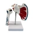 thumbnail image 1 of Modelo de articulación del hombro humano, modelo de articulación del hombro del ligamento, anatómico incluye soporte, muestra de ayuda para enseñar, 1 of 10