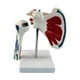 thumbnail image 1 of Modelo de articulación del hombro humano, modelo de articulación del hombro del ligamento, anatómico incluye soporte, muestra de ayuda para enseñar, 1 of 10