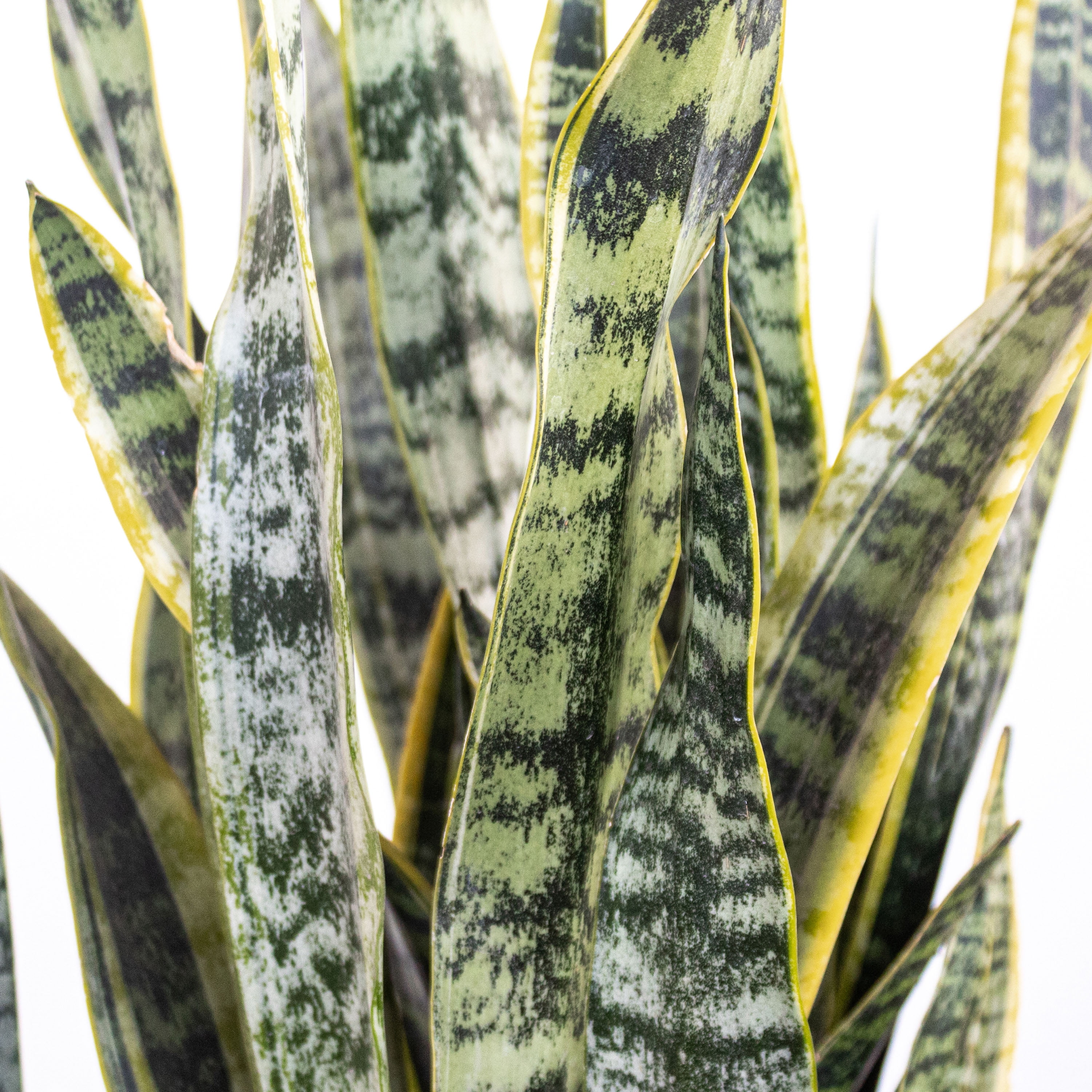 United Nursery Live Sansevieria Laurentii Houseplant 12-14in 6-inch Premium Ecopots White Gray