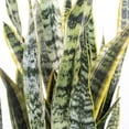 thumbnail image 3 of United Nursery Live Sansevieria Laurentii Houseplant 12-14 in 6-inch Premium Ecopots Pure White, 3 of 7