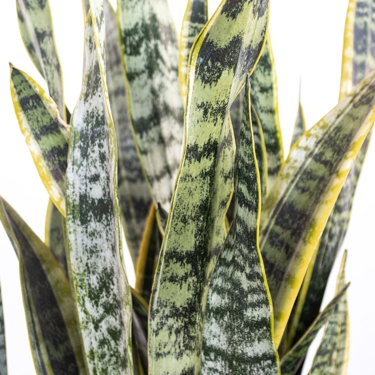 6 foot snake plant Yellow Laurentii Snake Plant - 17" Pot