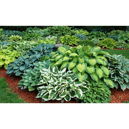 Mixed Hosta - 9 Bare Roots (Best Time To Plant Hostas)