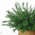 thumbnail image 5 of Artificial Greenery Stems Faux Sea Horse Persian Grass, Fake Plants Bundle for Wedding Centerpieces Farmhouse Home Decor,B,1PC,Artificial flowers, 5 of 7