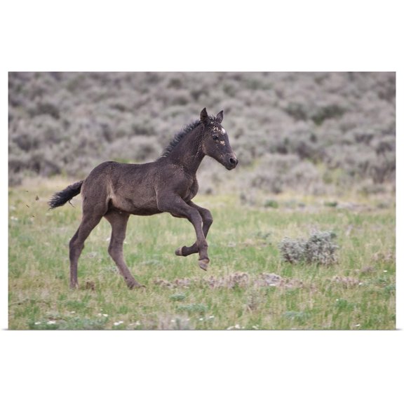 Great BIG Canvas | "Wild Horse foal playing, Wyoming prairie" Art Print - 24x16