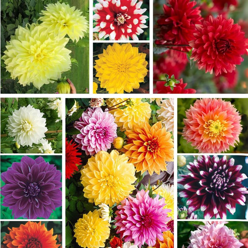 40 Dahlia Seeds Pack - Ultimate Dinnerplate Collection - Pollinator Friendly - Heirloom Flower Seeds Mix for Gardens