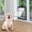 Black, variant on M Buder Quality Pet Dog Cat Safe Door Freely Enter Out for Doors Wall Easy Installation, 16.9 inches / 43 cm Large, Brown