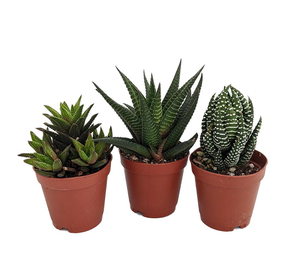 SUPER SALE Haworthia Collection 3 Plants Easy to grow