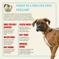 thumbnail image 5 of Country Brook Petz® Serape Everyday Dog Collar - Made in the U.S.A., Medium, 5 of 7
