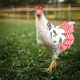thumbnail image 5 of Sillas de montar para gallinas, delantal protector de pollo para ala trasera de aves de corral, 5 of 5