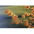 thumbnail image 3 of 25 American WITCH HAZEL Hamamelis Virginiana Alder Shrub Tree Yellow Flower Seeds, 3 of 9