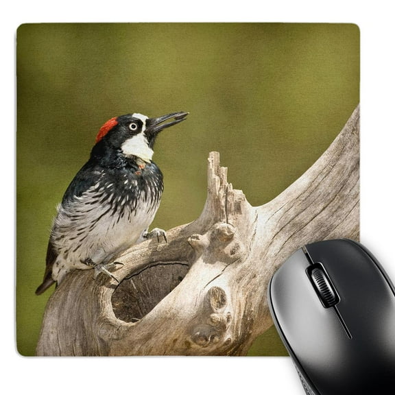 3dRose, Acorn Woodpecker bird, SE Arizona - NA02 DNO0601 - David Northcott, MousePad