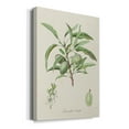 thumbnail image 2 of Antique Almond Botanical III Premium Gallery Wrapped Canvas - Ready to Hang, 2 of 9