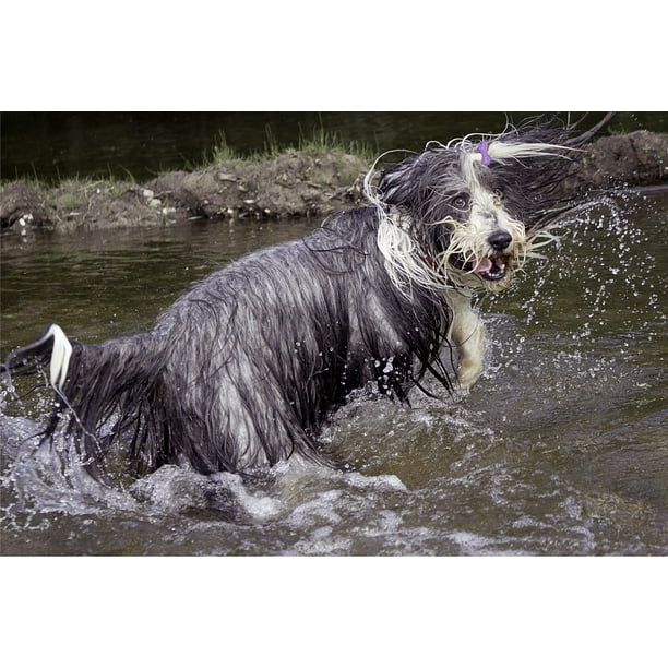Framed Art For Your Wall Ska A A A A Uci Bearded Collie Water Wet Hilarious Dog 10x13 Frame Walmart Com Walmart Com