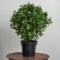 thumbnail image 2 of Nearly Natural 28in. Peperomia Plant UV Resistant (Indoor/Outdoor), 2 of 5