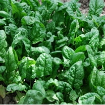 Spinach, Giant Nobel Spinach Seeds, Heirloom, Non GMO, 200 Seeds, Salad Spinach