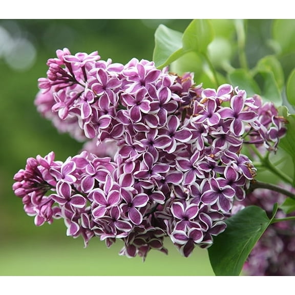 ( 1 ) - Sensation Lilac ( syringa ) - Starter Plant ( 7L ) ( 1 live plant )